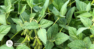 a close view of the top of soybean plants 