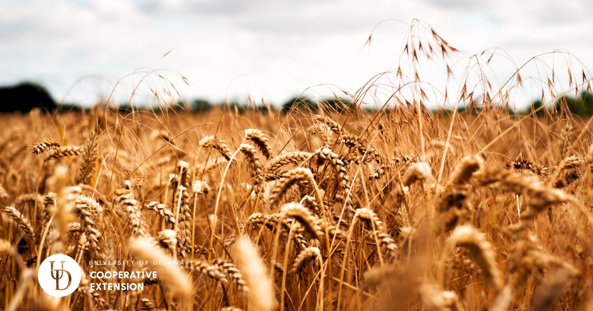 The top of a wheat field ready to be harvested The top of a wheat field ready to be harvested