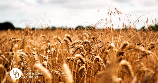 The top of a wheat field ready to be harvested