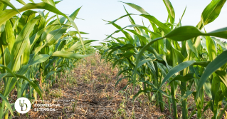 a view of a corn field in between two rows