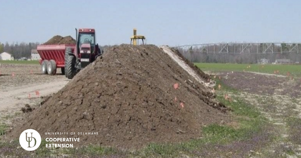A pile of poultry litter A pile of poultry litter