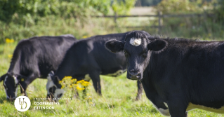 Three beef cattle grazing