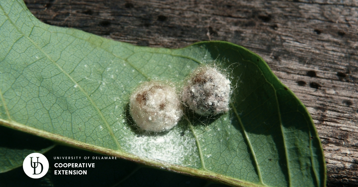 A close up of Alfalfa Weevil Cocoon A close up of Alfalfa Weevil Cocoon