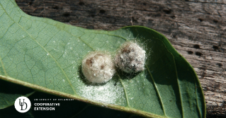 A close up of Alfalfa Weevil Cocoon