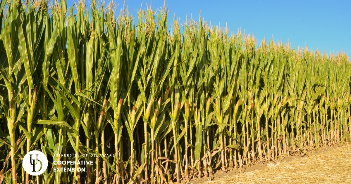 The edge of a cornfield The edge of a cornfield