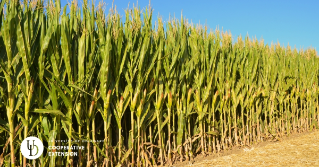 The edge of a cornfield