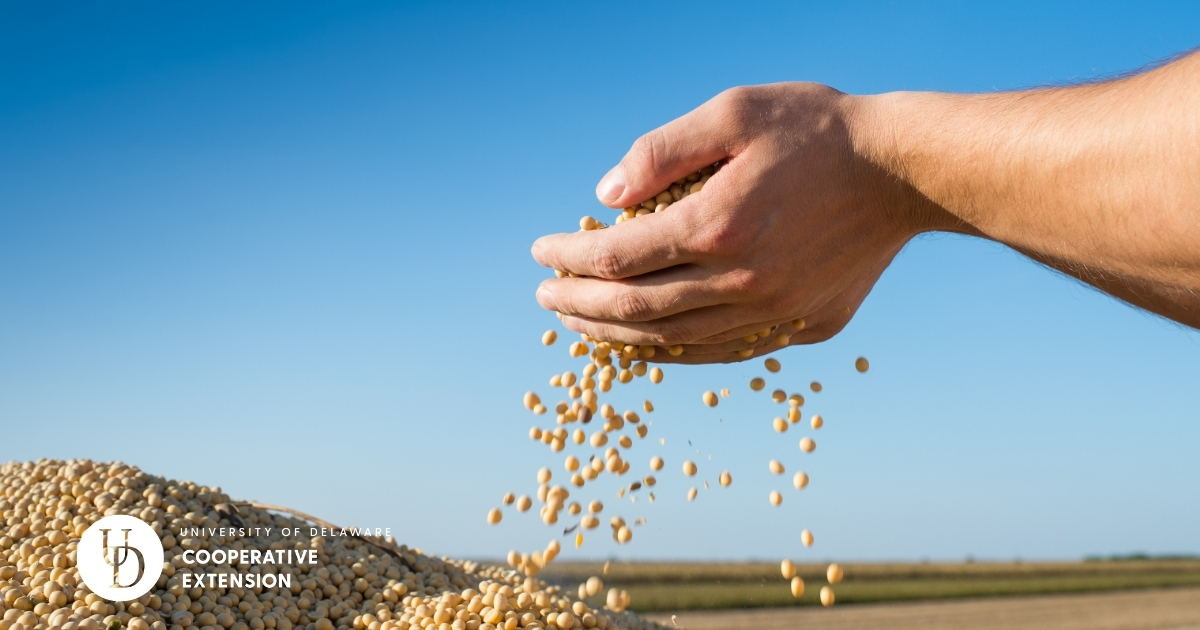 A handful of freshly harvested soybeans A handful of freshly harvested soybeans