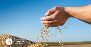 A handful of freshly harvested soybeans