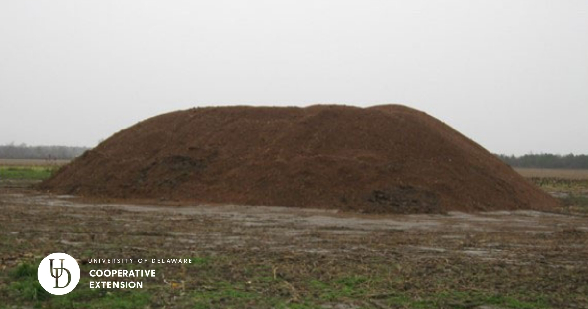 A large pile of poultry litter A large pile of poultry litter