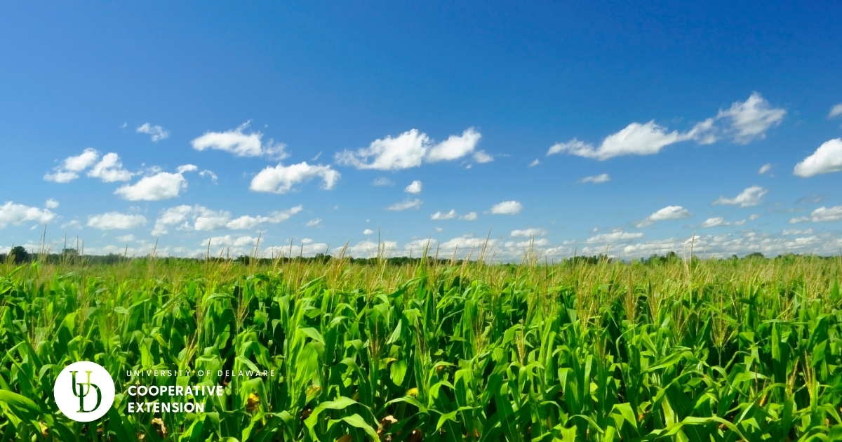 the top view of a large corn field with a blue sky above the top view of a large corn field with a blue sky above