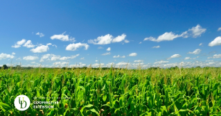 the top view of a large corn field with a blue sky above