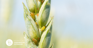  A close up of aphids on a grain leaf