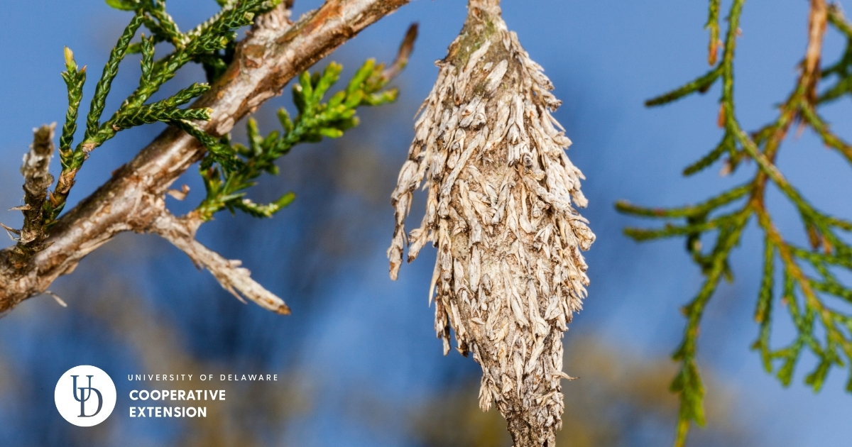 A close up of a bagworm hanging on an evergreen A close up of a bagworm hanging on an evergreen