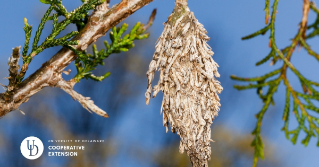 A close up of a bagworm hanging on an evergreen