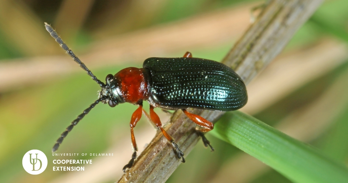 A close up of a Cereal Leaf Beetle A close up of a Cereal Leaf Beetle