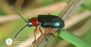 A close up of a Cereal Leaf Beetle