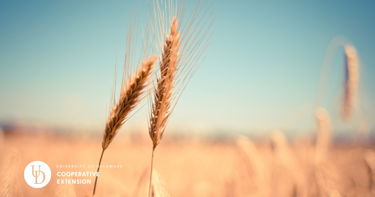 A close up of a wheat field A close up of a wheat field