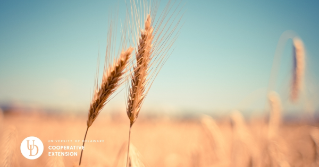 A close up of a wheat field