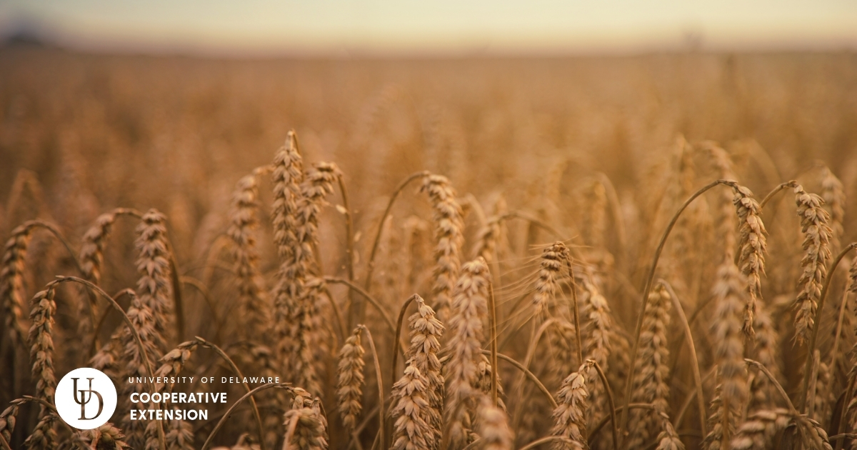 Winter wheat ready to be harvested Winter wheat ready to be harvested
