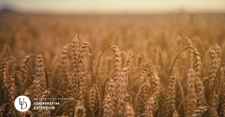 Winter wheat ready to be harvested