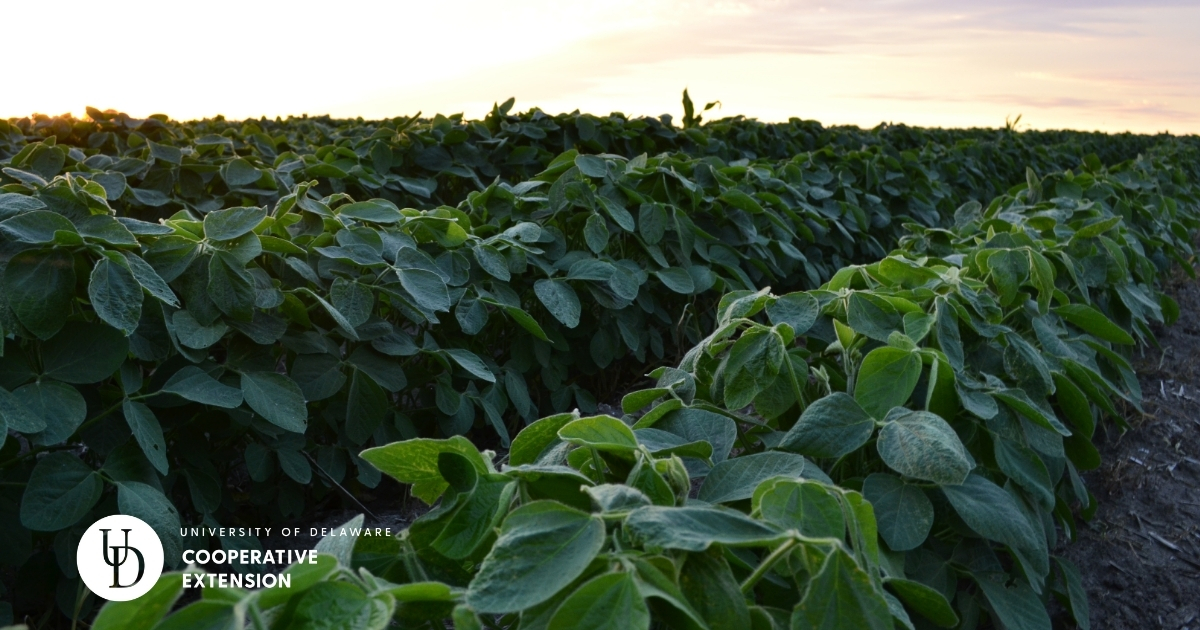 A view of the top of soybeans A view of the top of soybeans