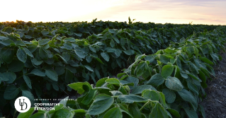 A view of the top of soybeans