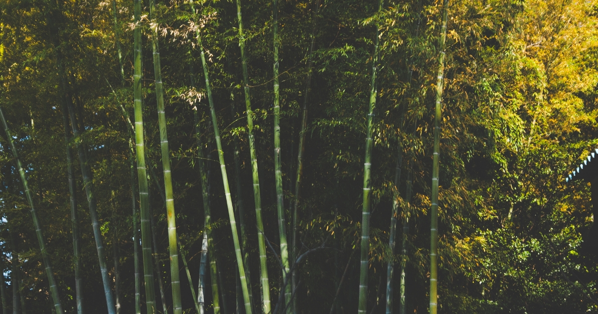 A close view of a small green apple with brown spots on a tree A close view of a small green apple with brown spots on a tree