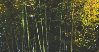 An area of Bamboo