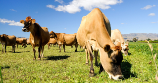 Cows grazing in the field