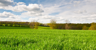 A large beautiful pasture