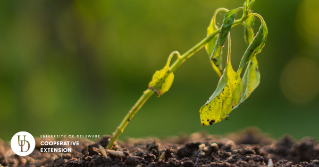 A small plant dying