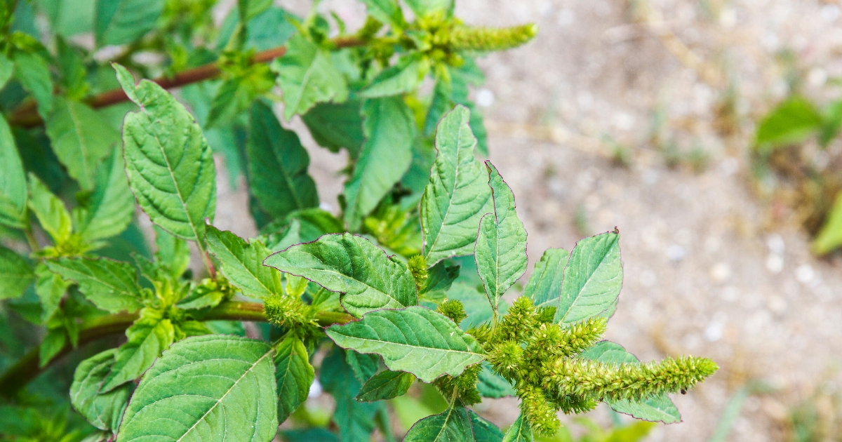 Pigweed Pigweed