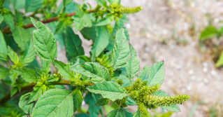 A diseased pepper plant