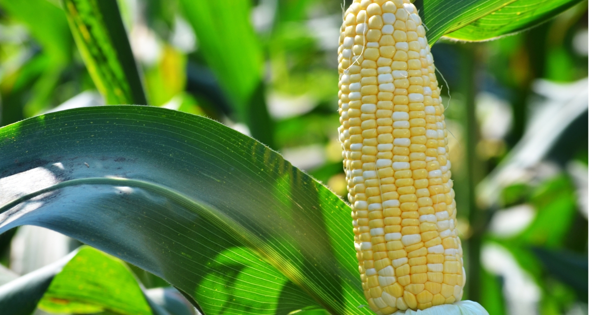 A large view of turfgrass A large view of turfgrass