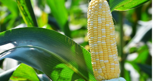 Sweet Corn on the stalk