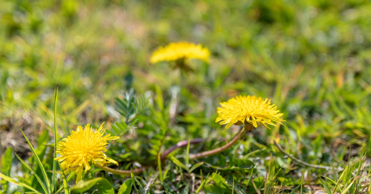 Dandelions in the grass Dandelions in the grass