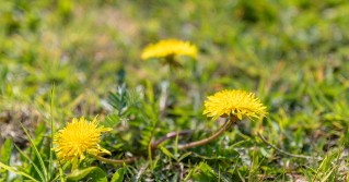 Dandelions in the grass