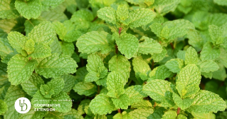 A close view of an invasive mint plant