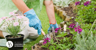 Someone working in their garden