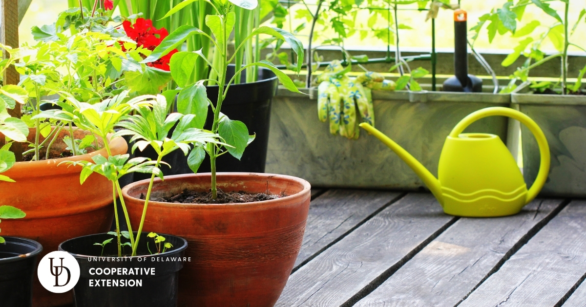 A variety of potted plants on a small area A variety of potted plants on a small area