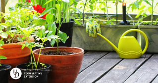 A variety of potted plants on a small area