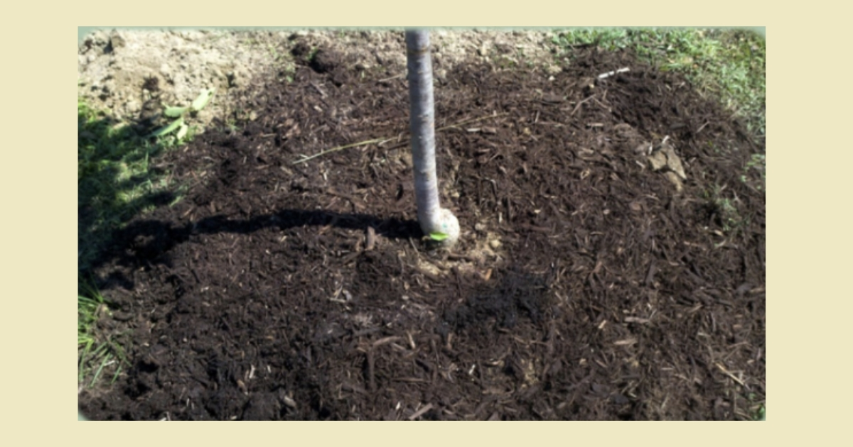 A view of the lower truck of a new tree in the ground A view of the lower truck of a new tree in the ground
