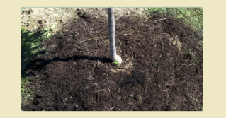 A view of the lower truck of a new tree in the ground