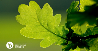 An oak leaf