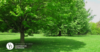 a large tree shading the grass