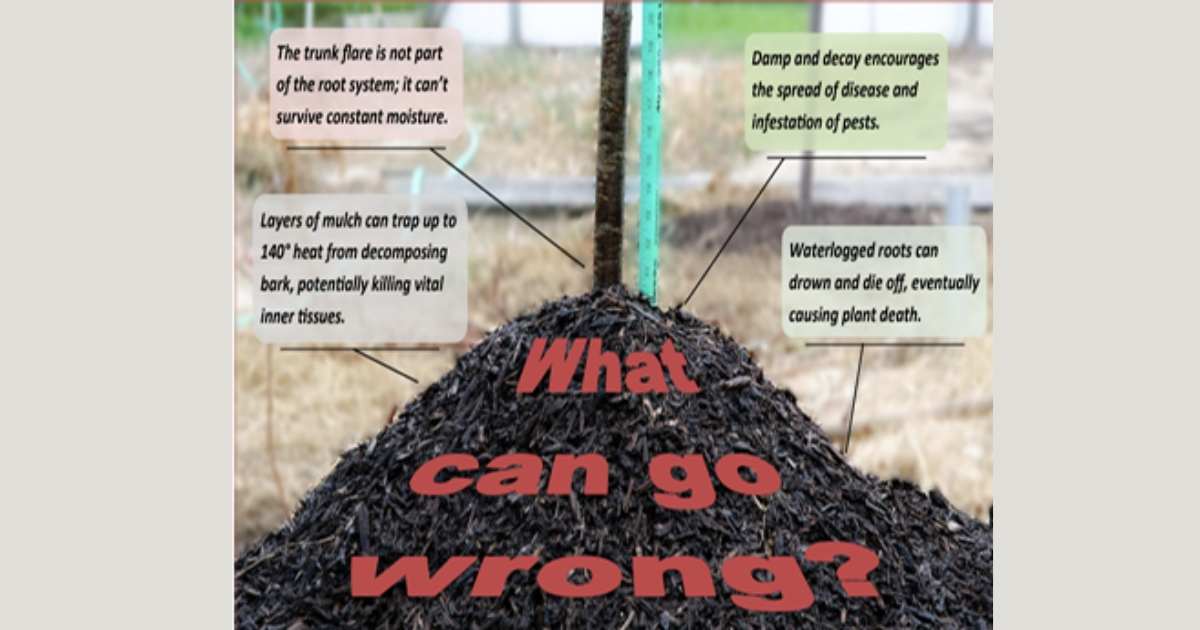 Purple Loosestrife Purple Loosestrife