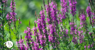 Purple Loosestrife