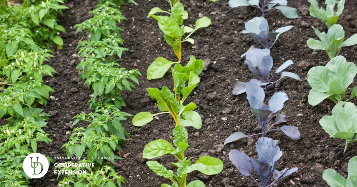 Rows of small vegetable plants in a garden Rows of small vegetable plants in a garden
