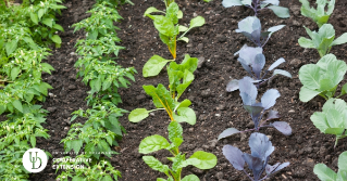 Rows of small vegetable plants in a garden