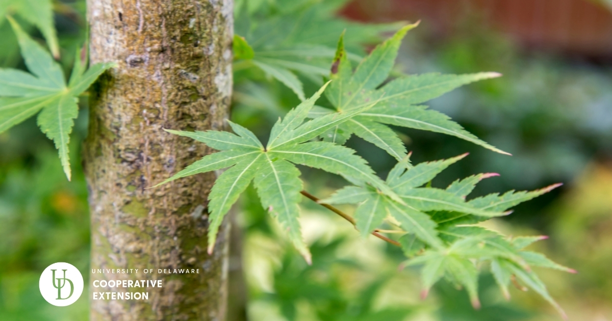 A close view of a tree truck with leaves A close view of a tree truck with leaves